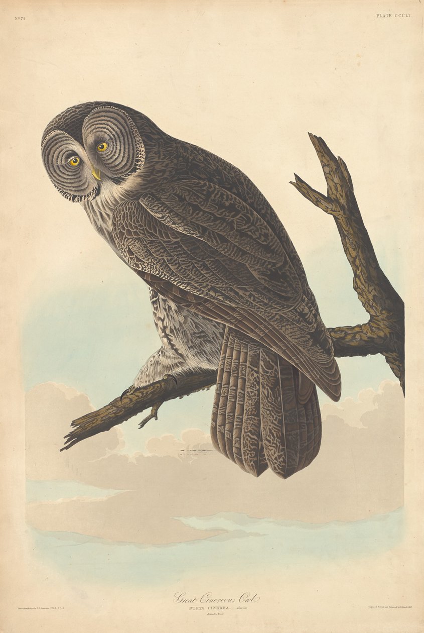 Wielka Sowa Cieniowata autorstwa Robert Havell after John James Audubon
