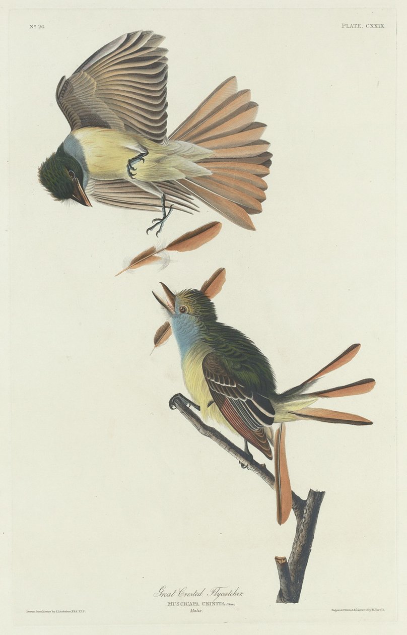 Wielka muchołówka czubata autorstwa Robert Havell after John James Audubon