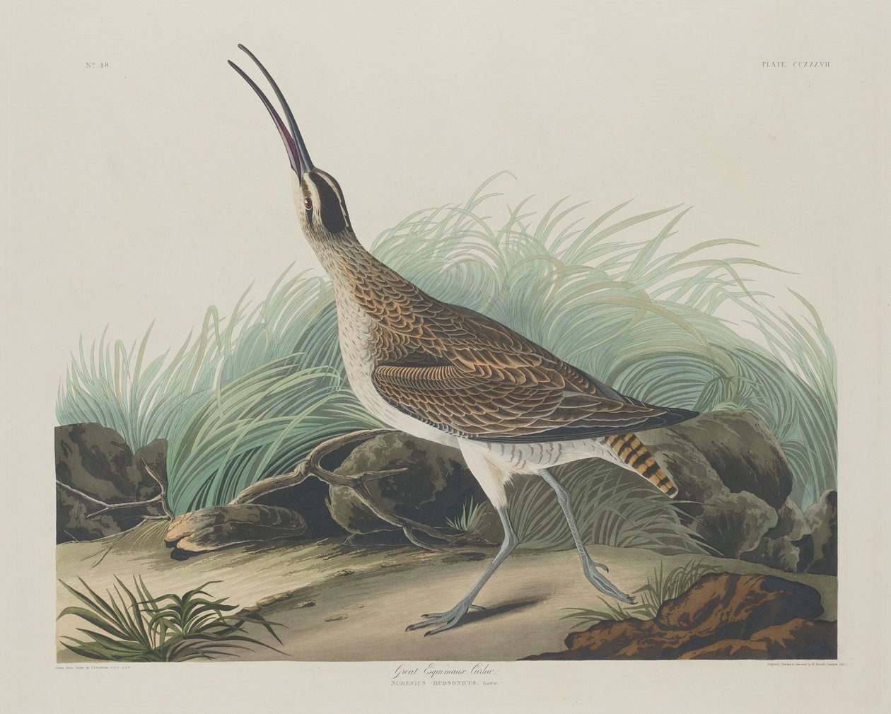 Wielki Kulik Eskimosi autorstwa Robert Havell after John James Audubon