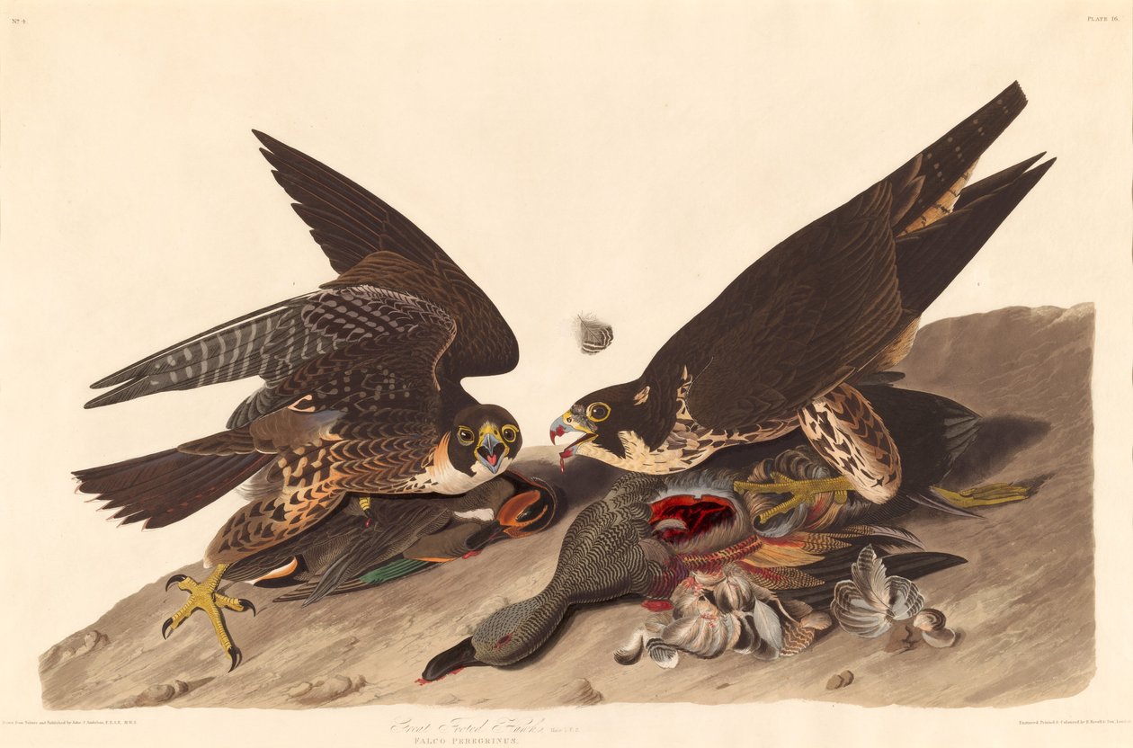 Jastrząb wielki stąpający autorstwa Robert Havell after John James Audubon