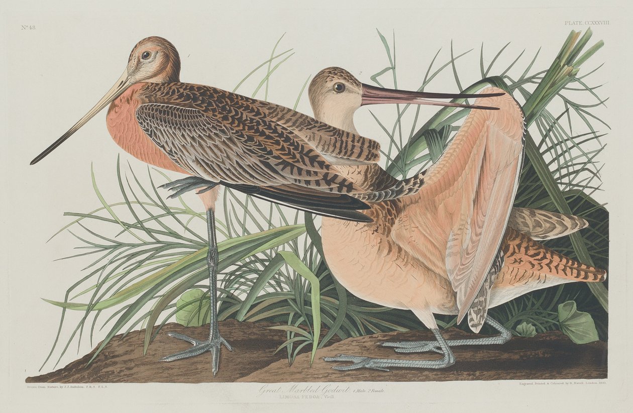 Wielki Marmurkowy Rycerz autorstwa Robert Havell after John James Audubon