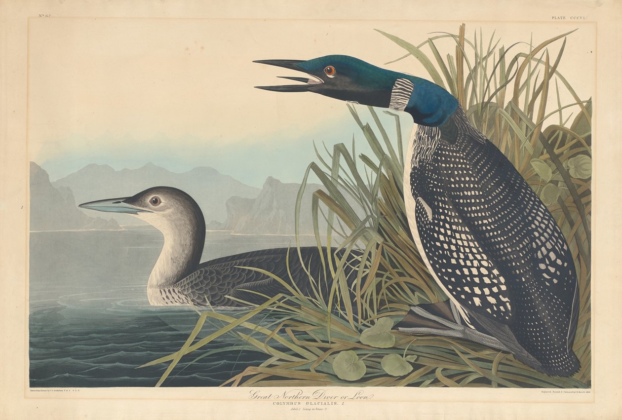 Great Northern Diver lub Loon autorstwa Robert Havell after John James Audubon