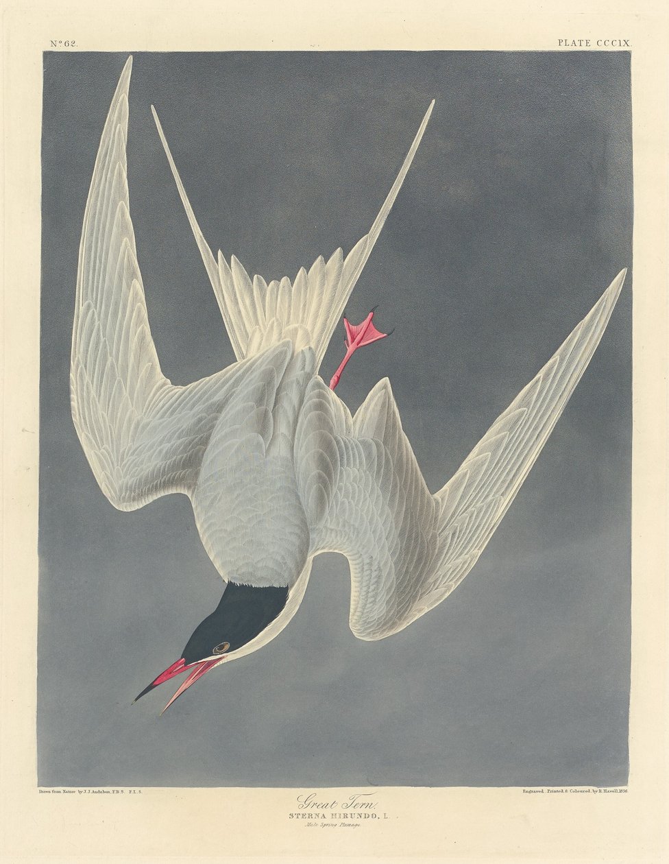 Rybitwa wielka autorstwa Robert Havell after John James Audubon