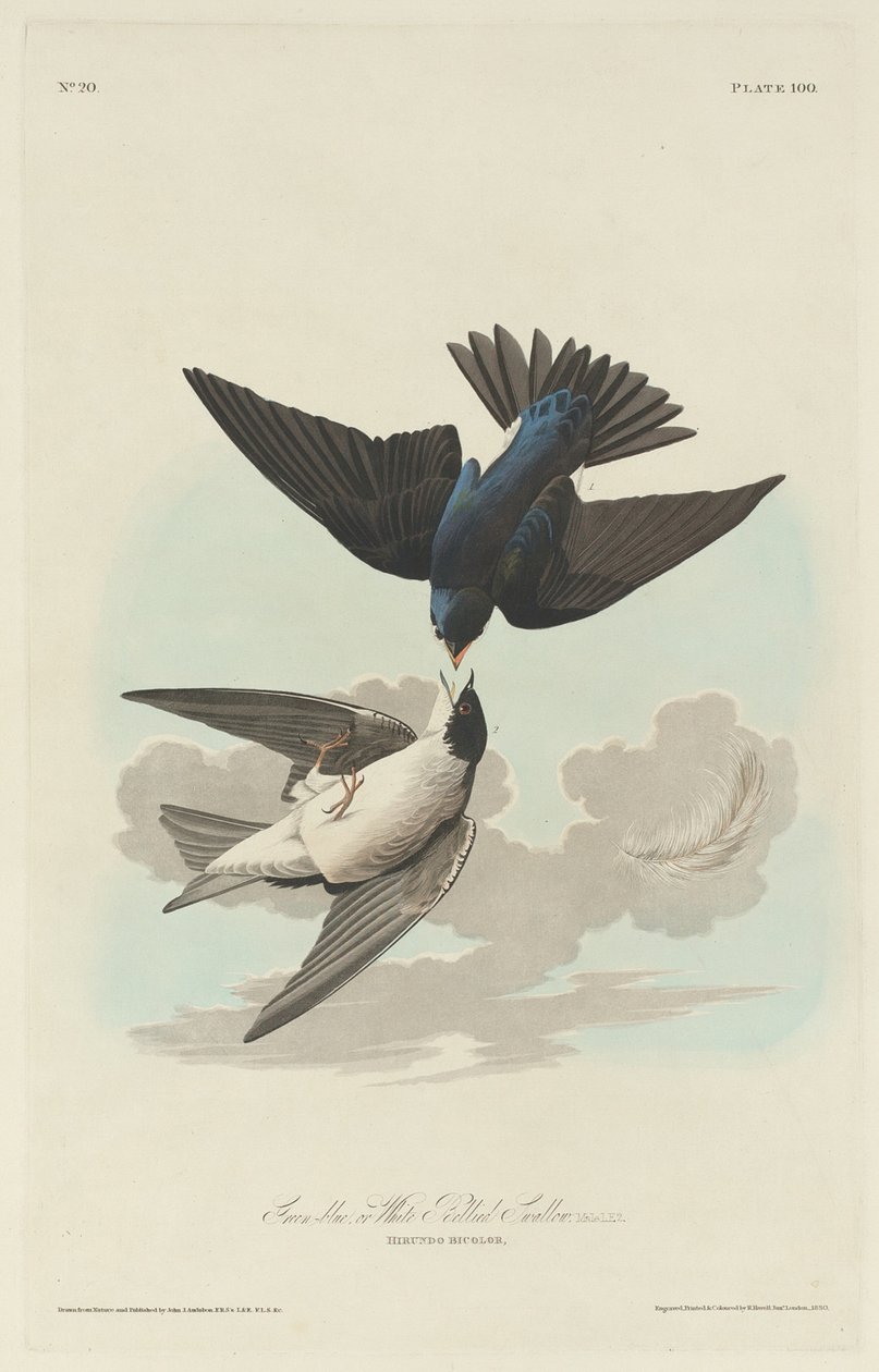 Jaskółka zielononiebieska lub białobrzucha autorstwa Robert Havell after John James Audubon