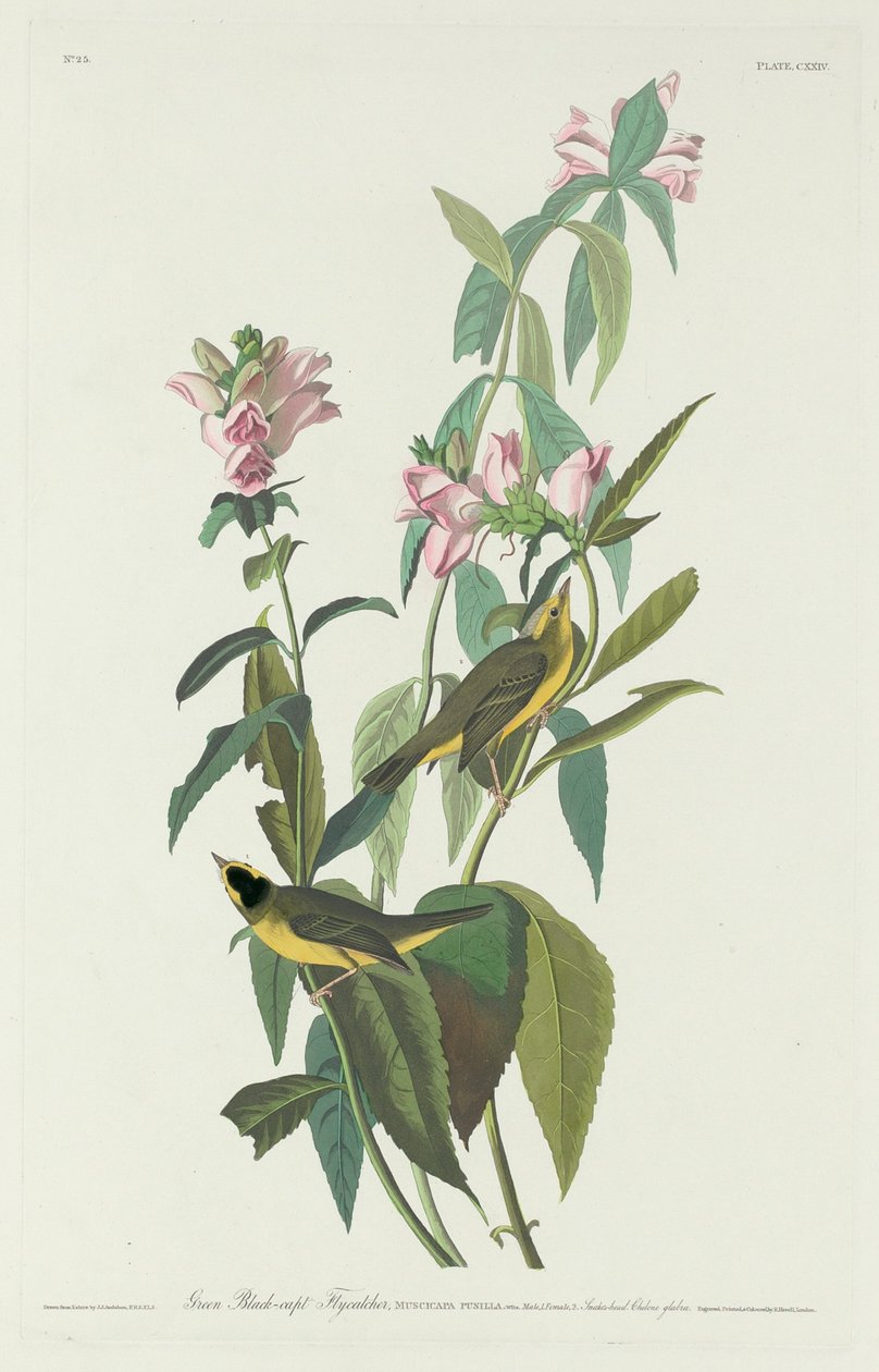 Zielona muchołapka czarna autorstwa Robert Havell after John James Audubon