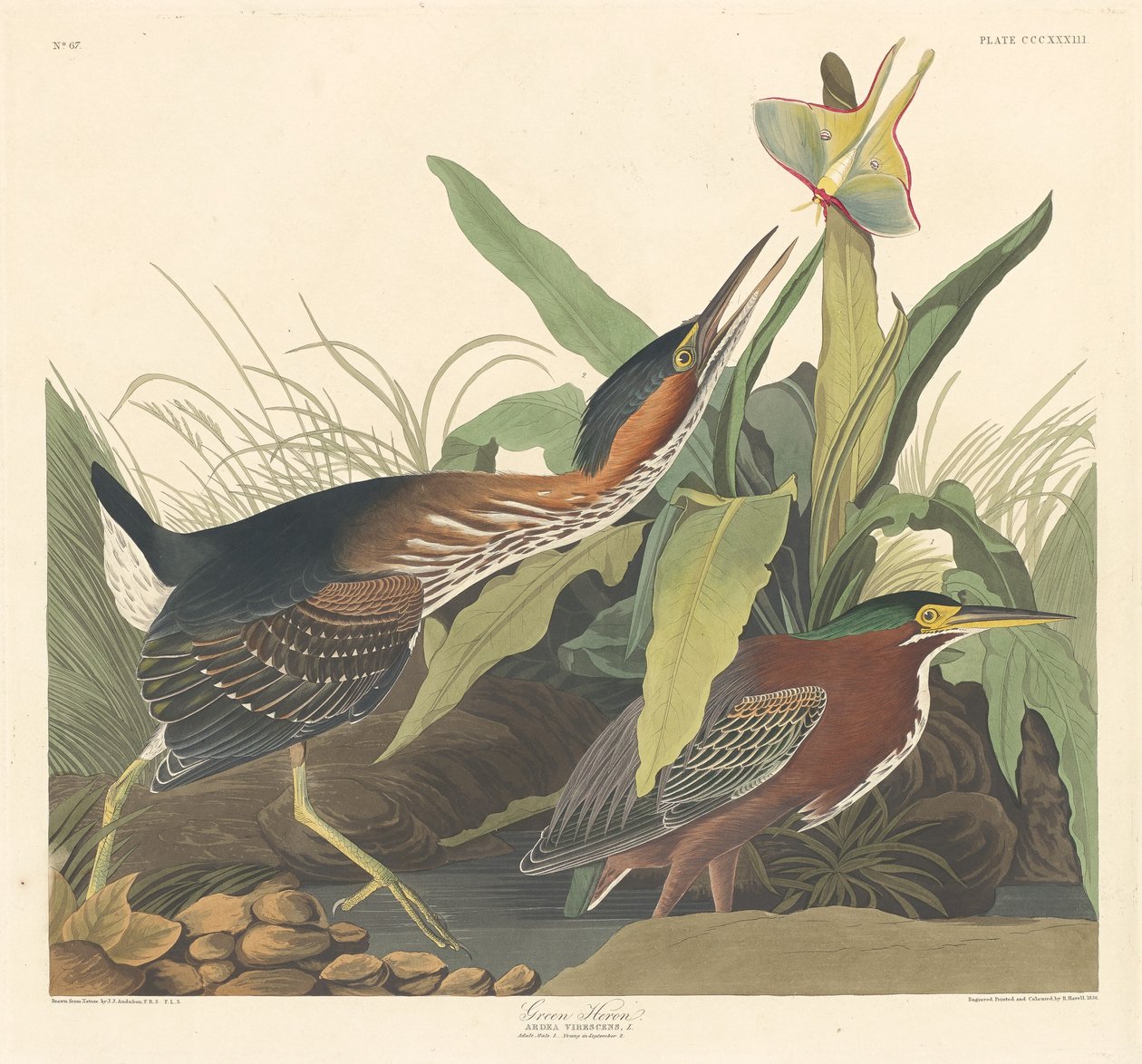 Zielona czapla autorstwa Robert Havell after John James Audubon