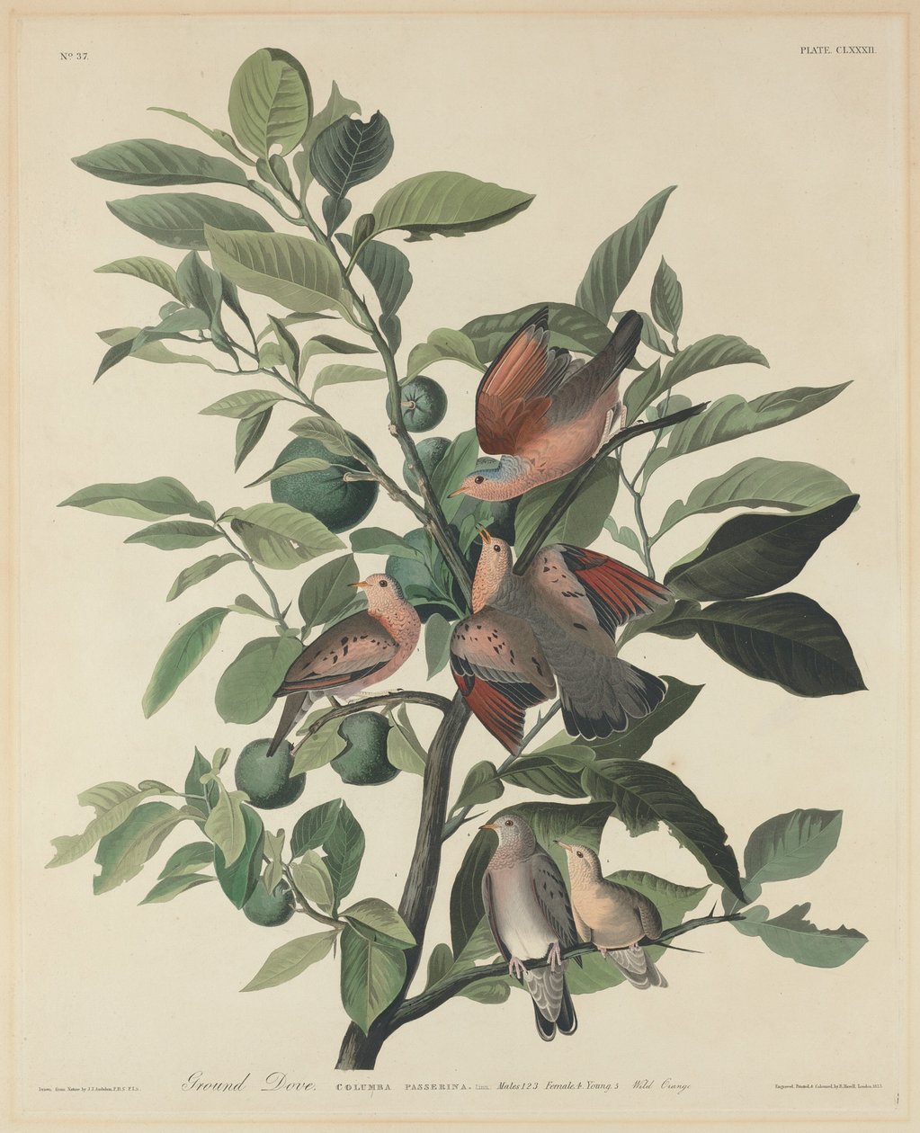 Zmielony gołąb autorstwa Robert Havell after John James Audubon