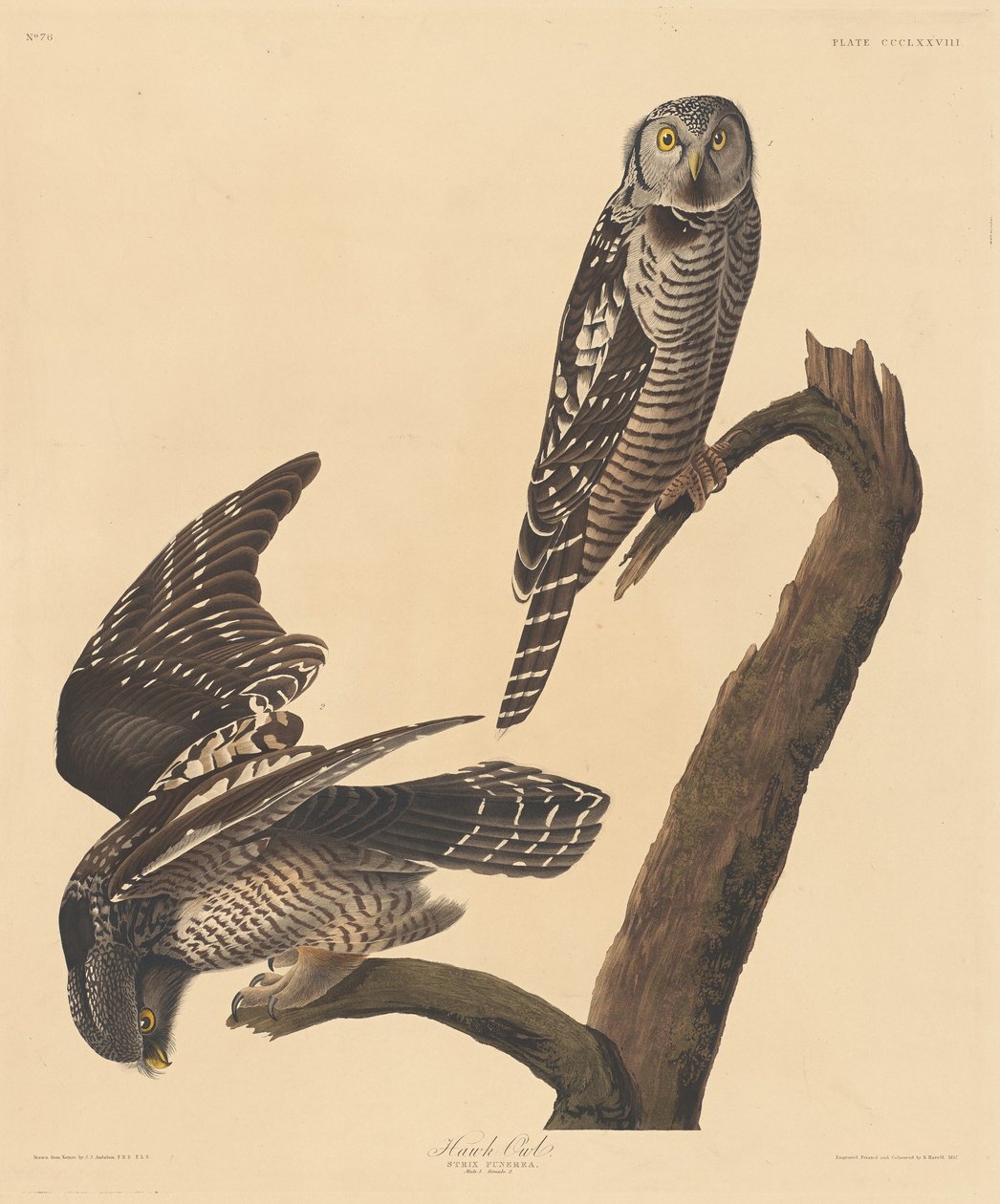 Jastrząb Sowa autorstwa Robert Havell after John James Audubon