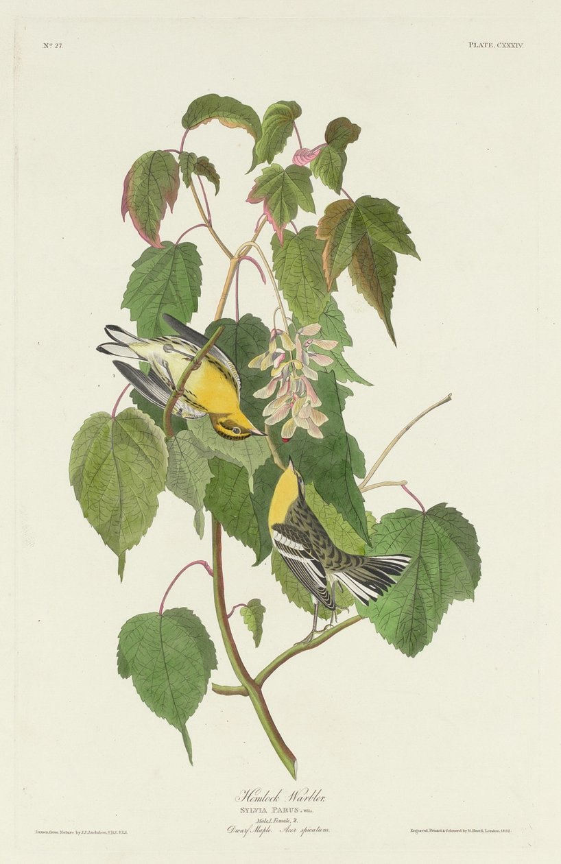 Cykuta pokrzewka autorstwa Robert Havell after John James Audubon