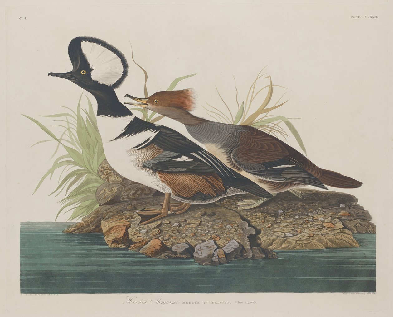Zakapturzony nurogęś autorstwa Robert Havell after John James Audubon