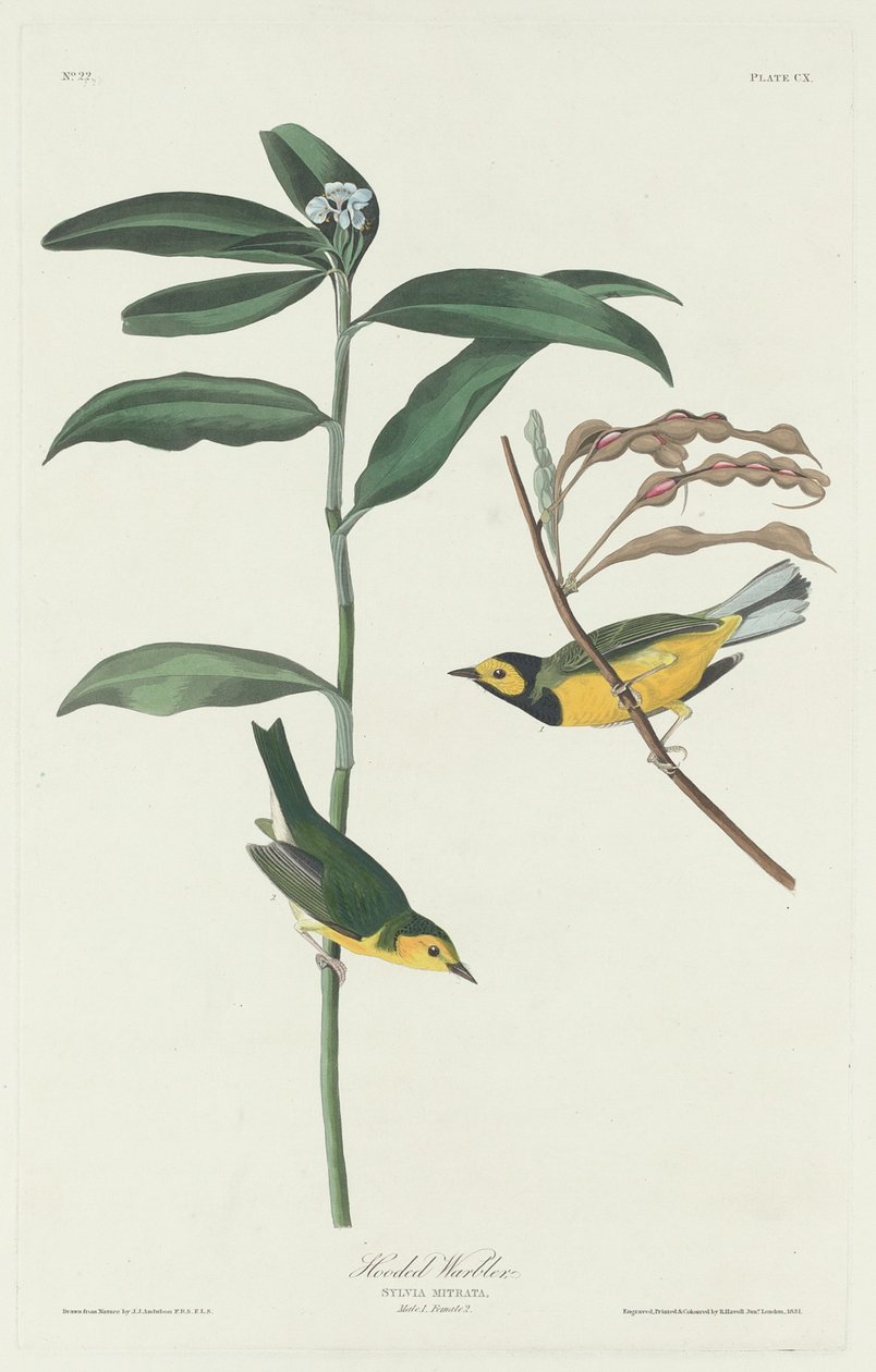 Zakapturzona wodniczka autorstwa Robert Havell after John James Audubon