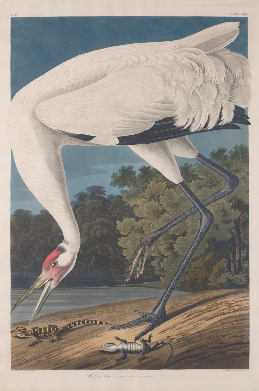 Suwnica autorstwa Robert Havell after John James Audubon