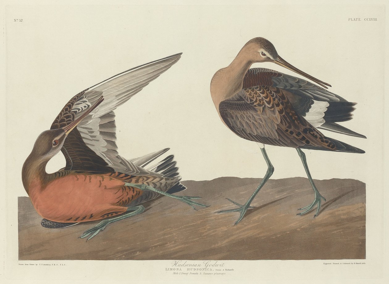 Hudsonian Godwit autorstwa Robert Havell after John James Audubon