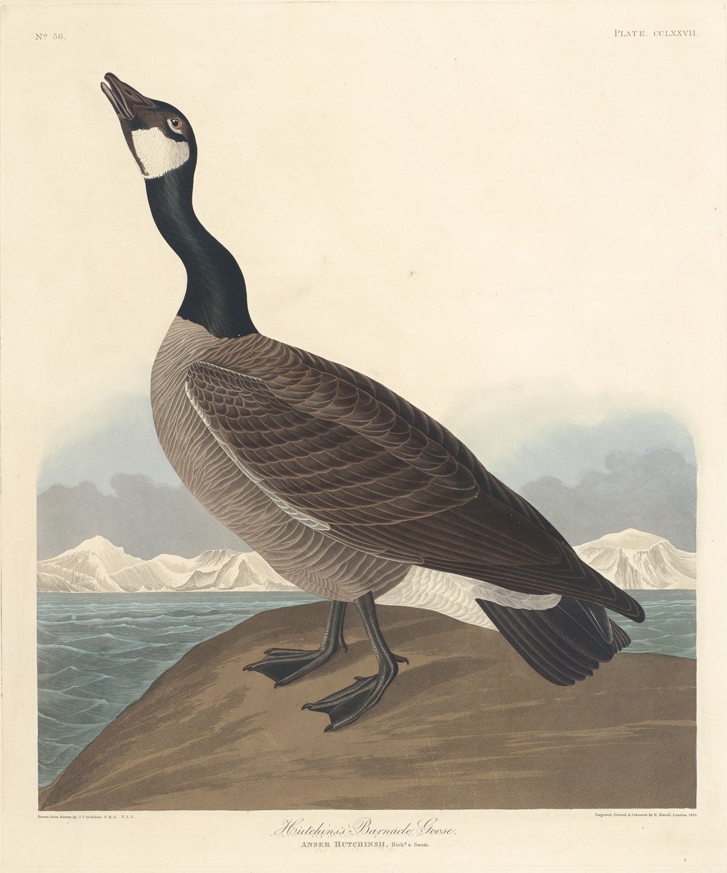 Pąkli gęś Hutchina autorstwa Robert Havell after John James Audubon
