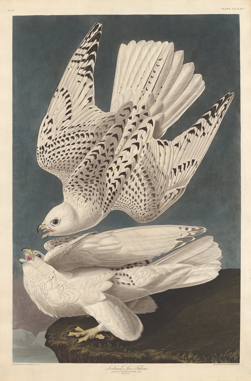 Islandia lub Jer Falcon autorstwa Robert Havell after John James Audubon