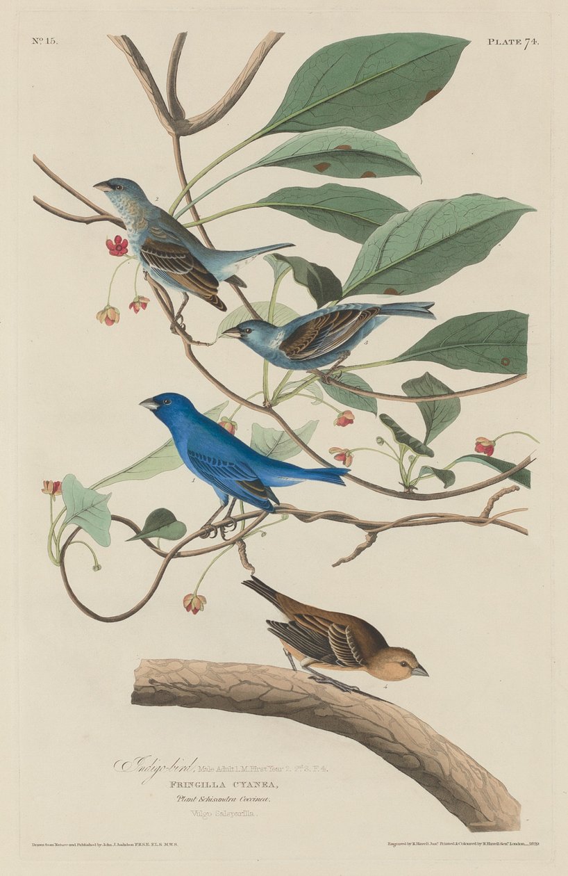 Indygo Ptak autorstwa Robert Havell after John James Audubon