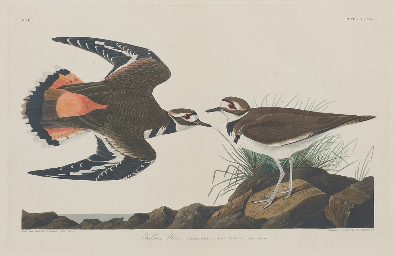 Sieweczka Kildeer autorstwa Robert Havell after John James Audubon