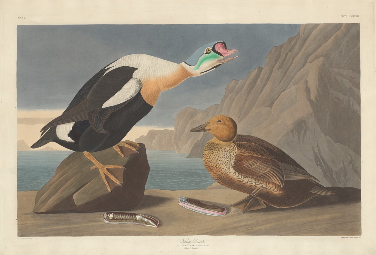 Król Kaczka autorstwa Robert Havell after John James Audubon