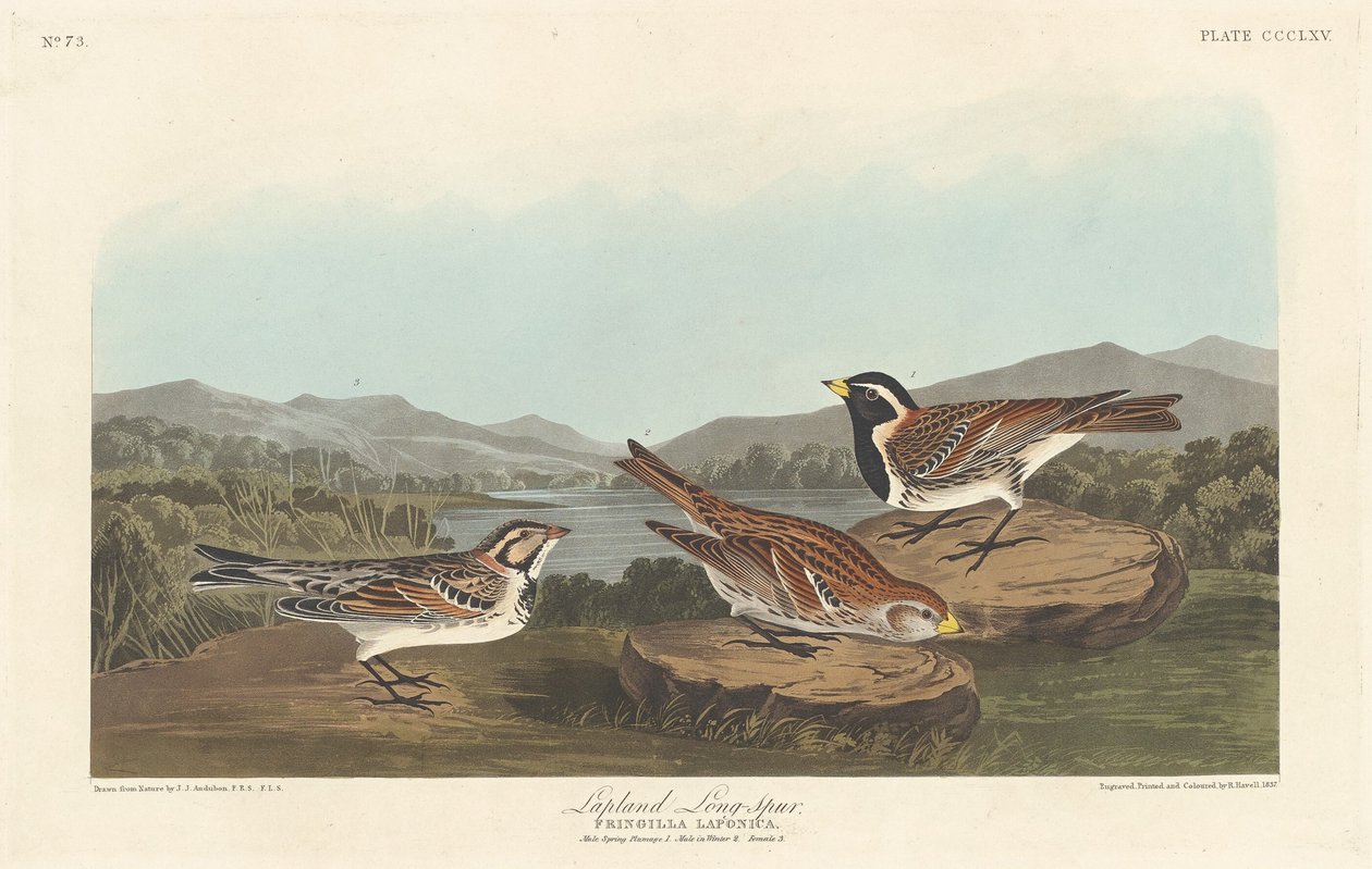 Laponia Longspur autorstwa Robert Havell after John James Audubon