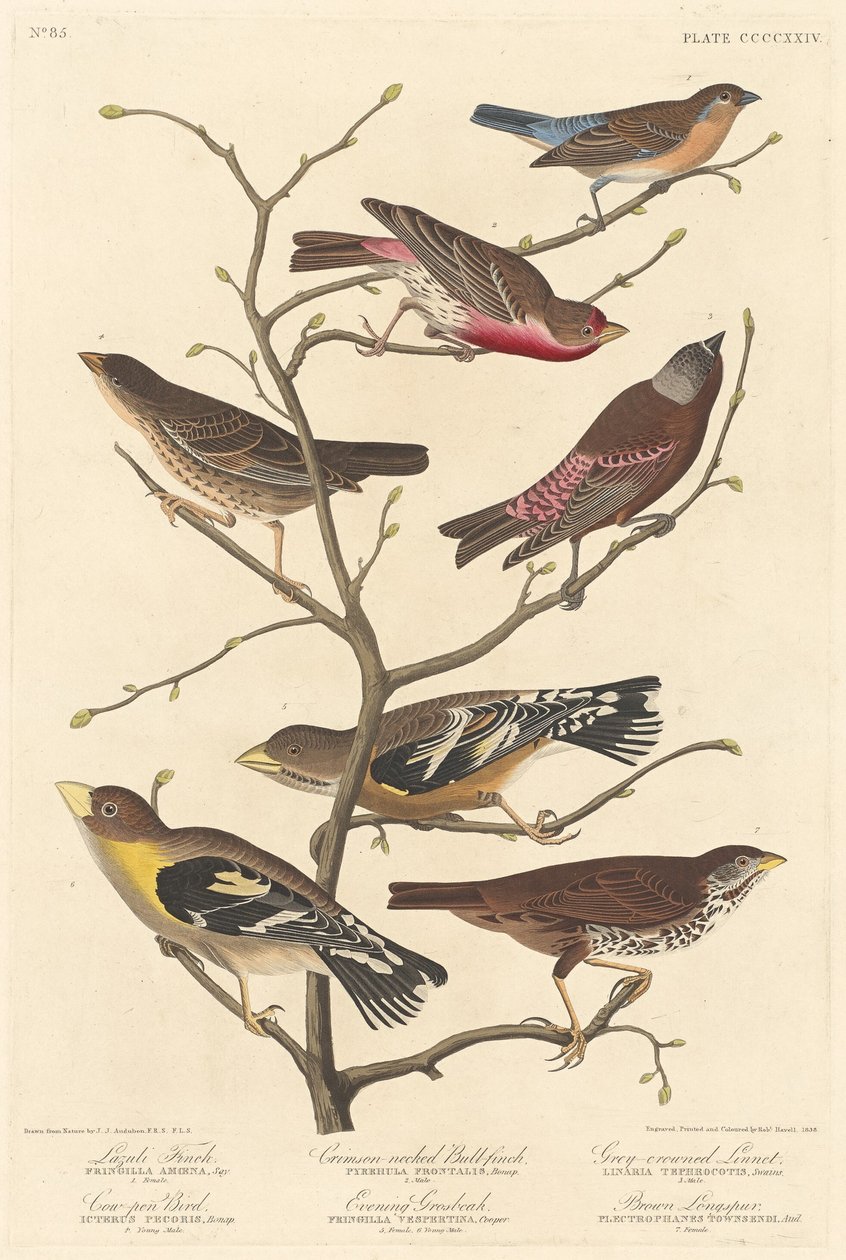 Lazuli Finch autorstwa Robert Havell after John James Audubon