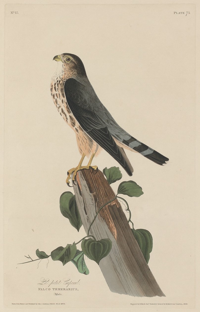 Mały kapral autorstwa Robert Havell after John James Audubon