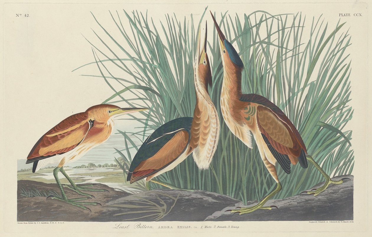 Najmniejszy bąk autorstwa Robert Havell after John James Audubon