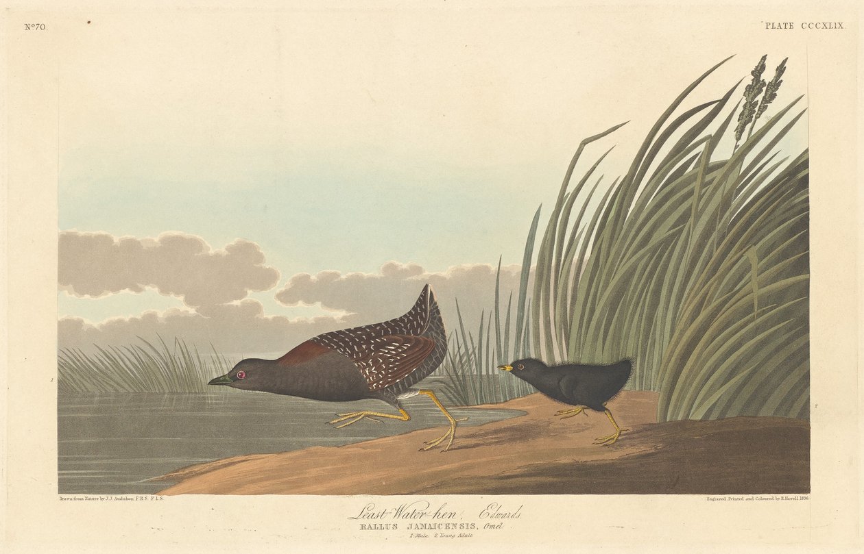 kura wodna autorstwa Robert Havell after John James Audubon