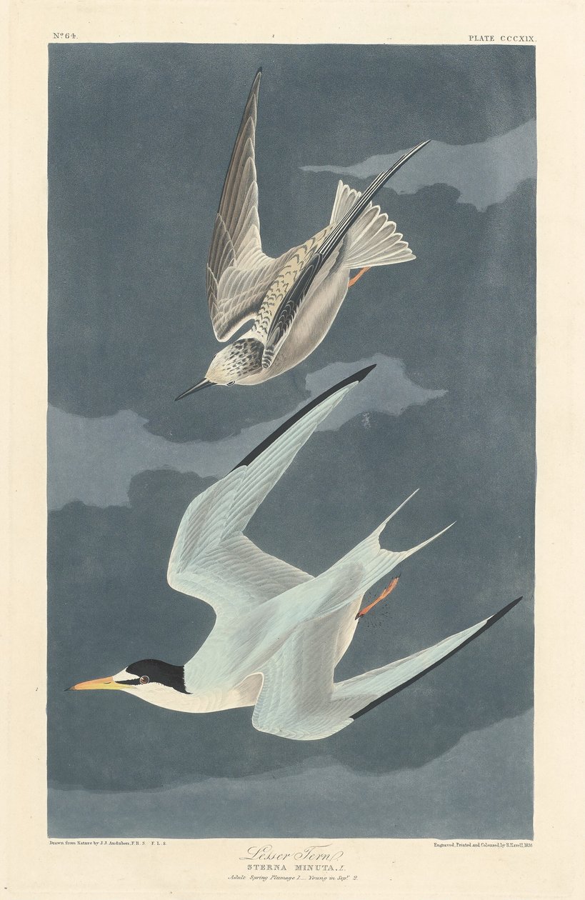 Rybitwa mała autorstwa Robert Havell after John James Audubon