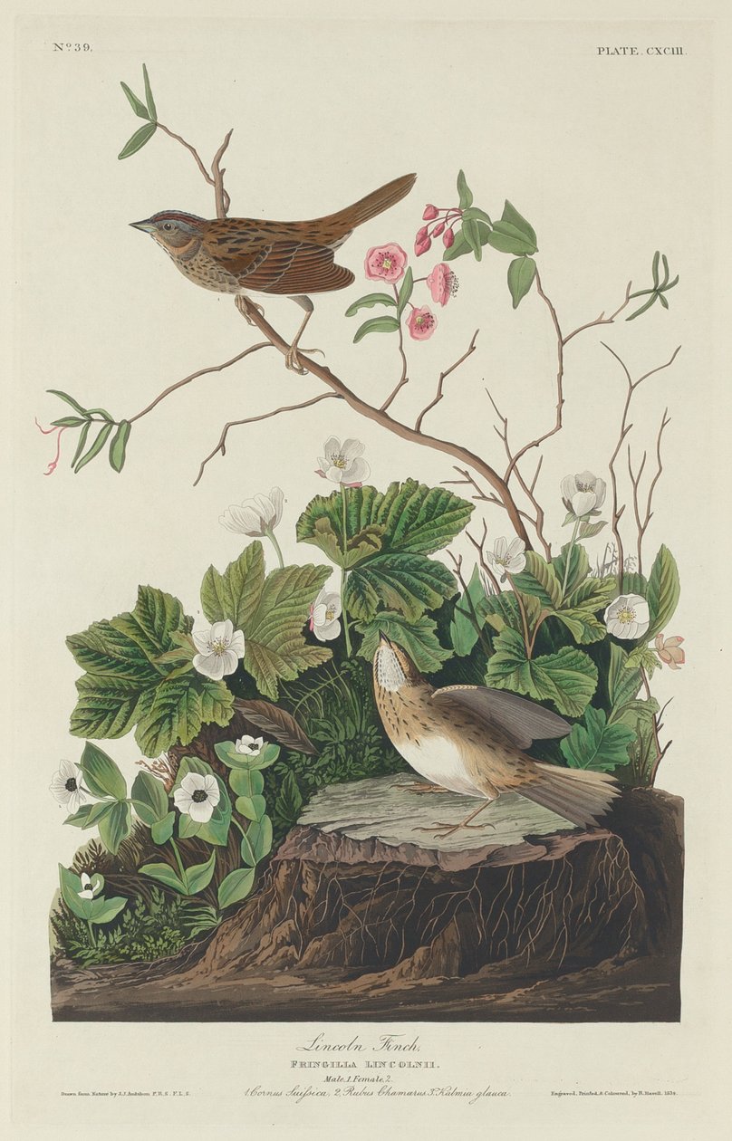Lincoln Finch autorstwa Robert Havell after John James Audubon