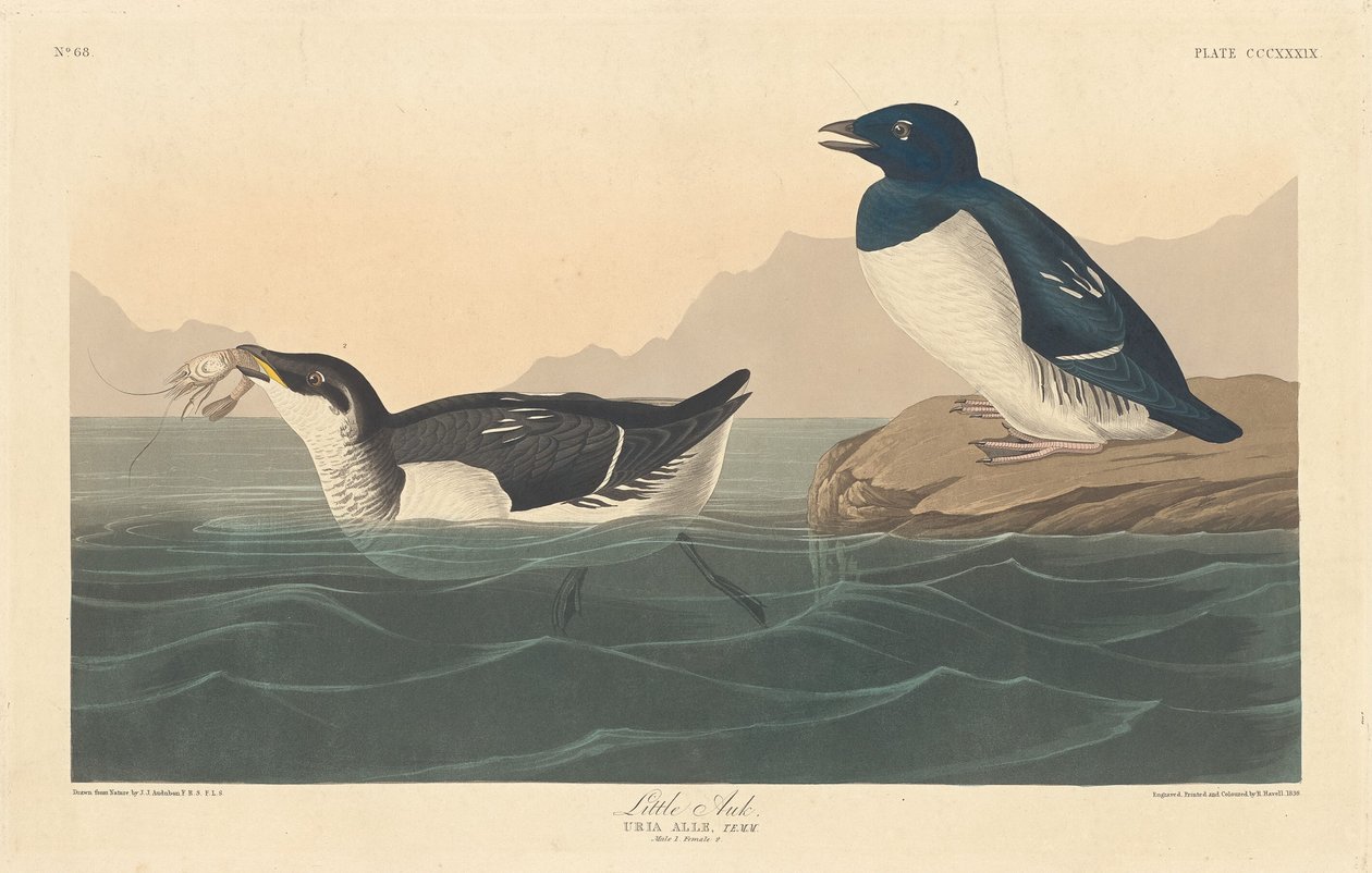 Auk autorstwa Robert Havell after John James Audubon