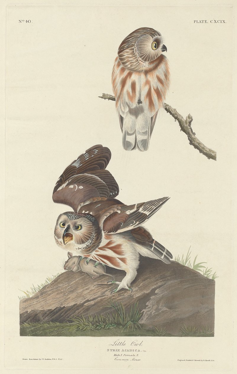 Mała sowa autorstwa Robert Havell after John James Audubon
