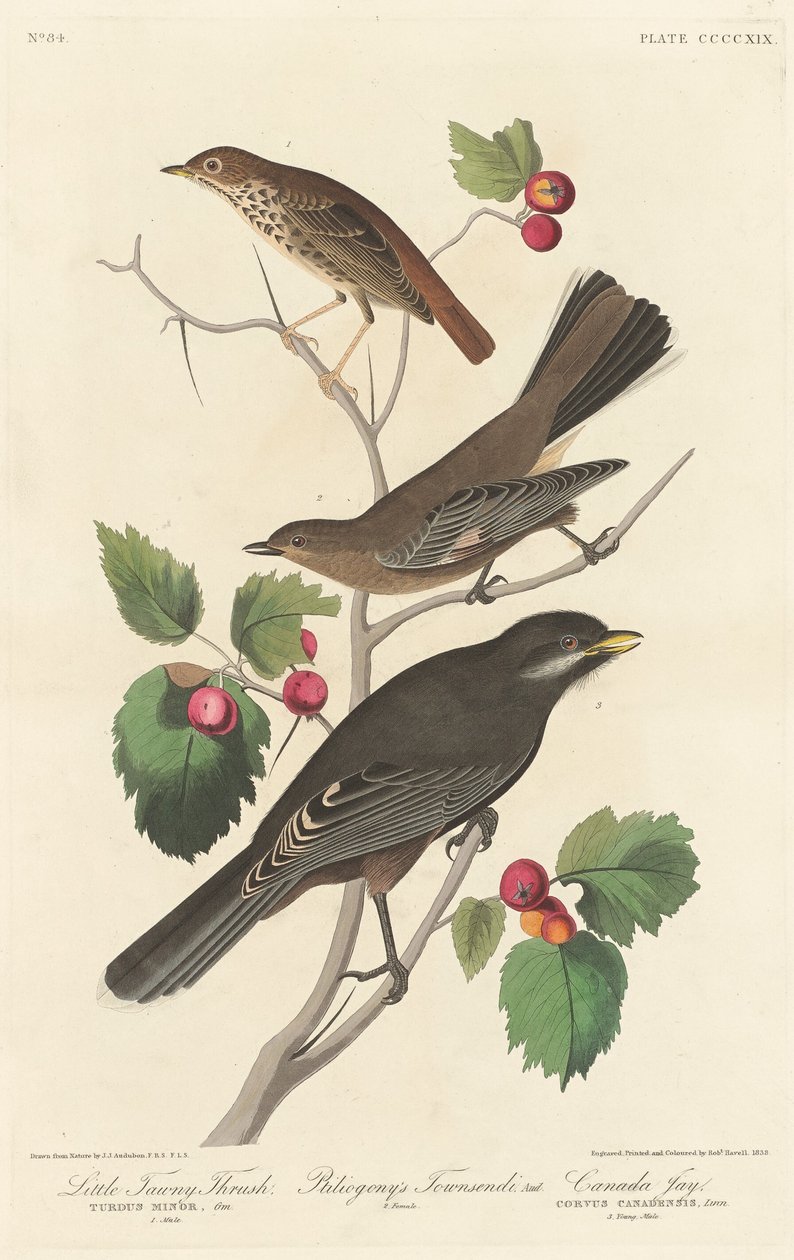 Mały drozd autorstwa Robert Havell after John James Audubon