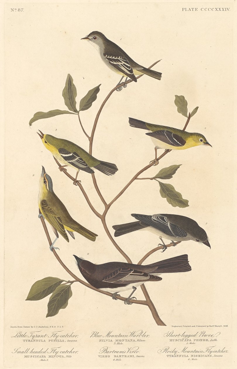Muchołówka mała tyran, muchołówka drobnogłowa, pokrzewka górska, Vireo Bartrama, Pewee krótkonogi i muchołówka z Gór Skalistych autorstwa Robert Havell after John James Audubon