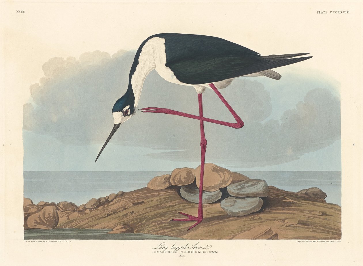 Długonoga szabla autorstwa Robert Havell after John James Audubon