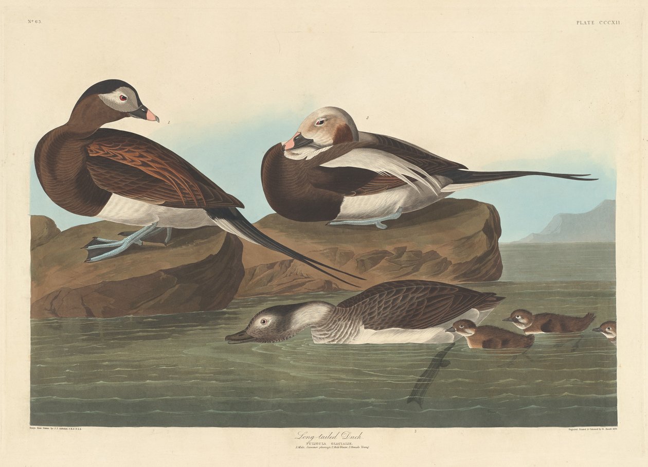 Kaczka długoogoniasta autorstwa Robert Havell after John James Audubon