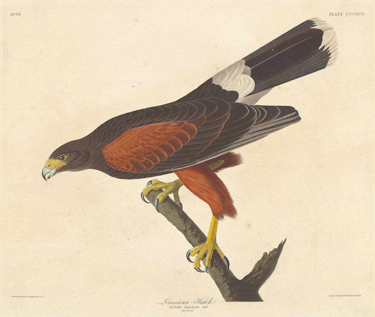 Luizjana Jastrząb autorstwa Robert Havell after John James Audubon