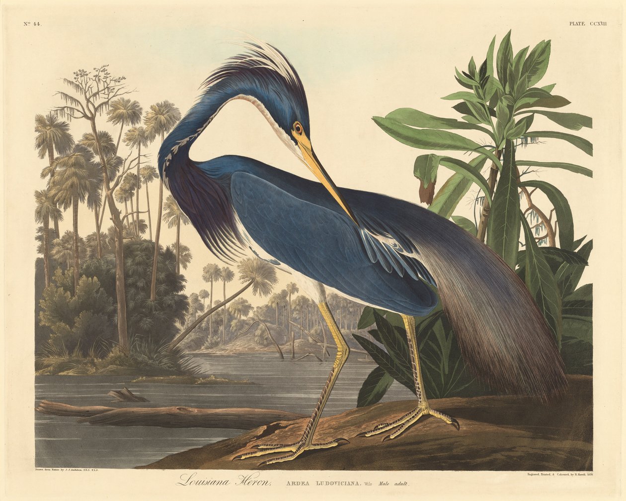 Luizjana Czapla autorstwa Robert Havell after John James Audubon