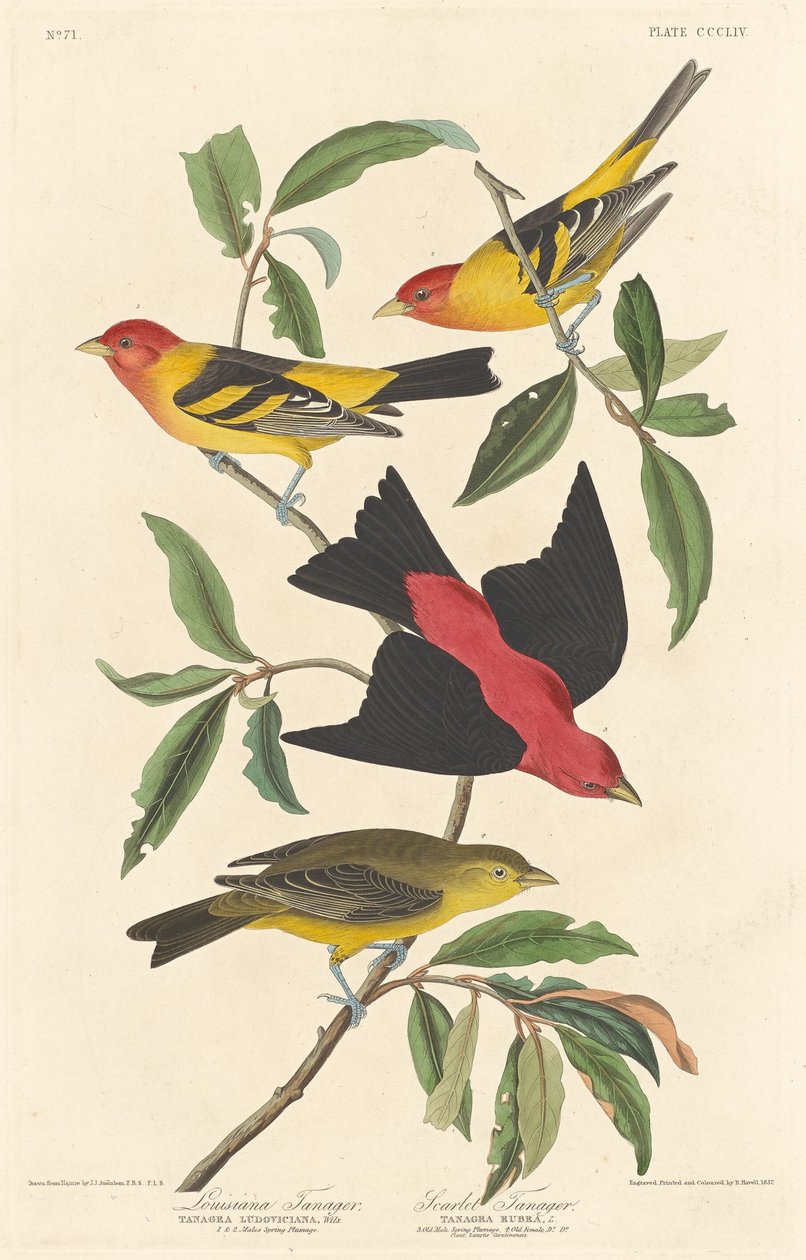 Tanager Luizjana i Tanager Szkarłatny autorstwa Robert Havell after John James Audubon
