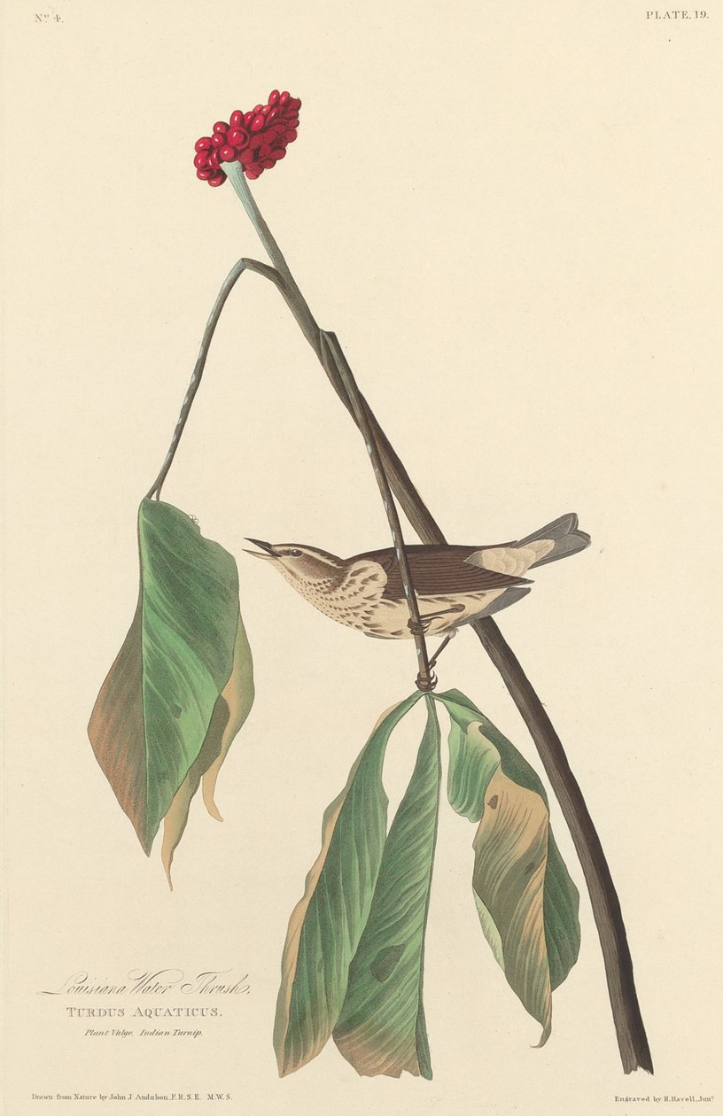 Luizjana drozd wodny autorstwa Robert Havell after John James Audubon