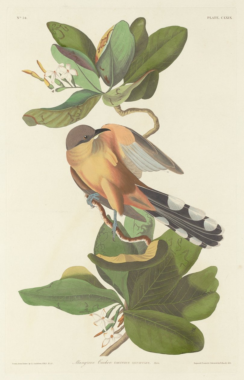 Kukułka namorzynowa autorstwa Robert Havell after John James Audubon