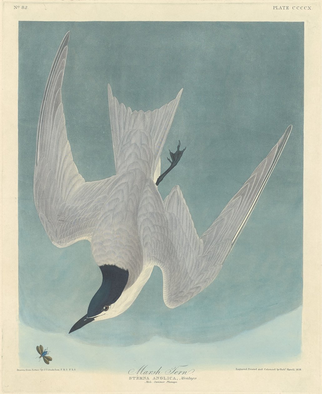 Rybitwa bagienna autorstwa Robert Havell after John James Audubon