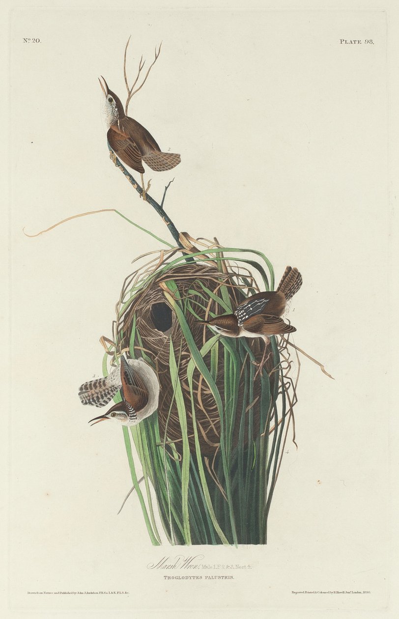 Strzyżyk bagienny autorstwa Robert Havell after John James Audubon