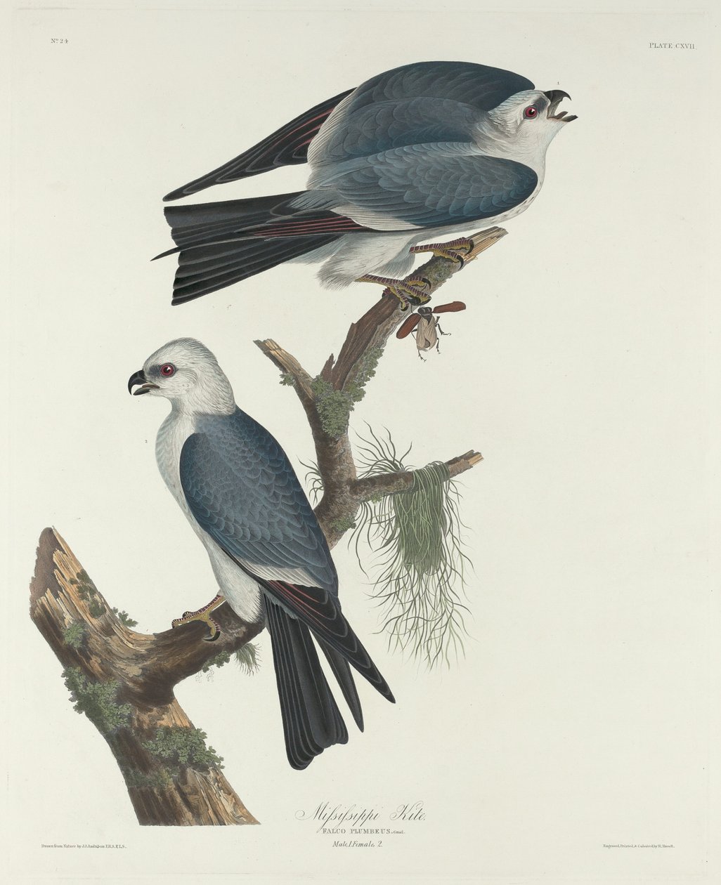 Latawiec Missisipi autorstwa Robert Havell after John James Audubon