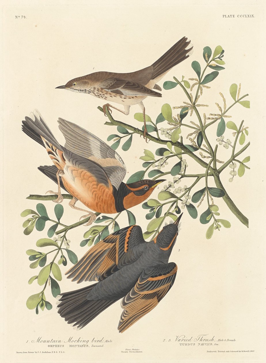 Przedrzeźniacz górski i różnorodny drozd autorstwa Robert Havell after John James Audubon