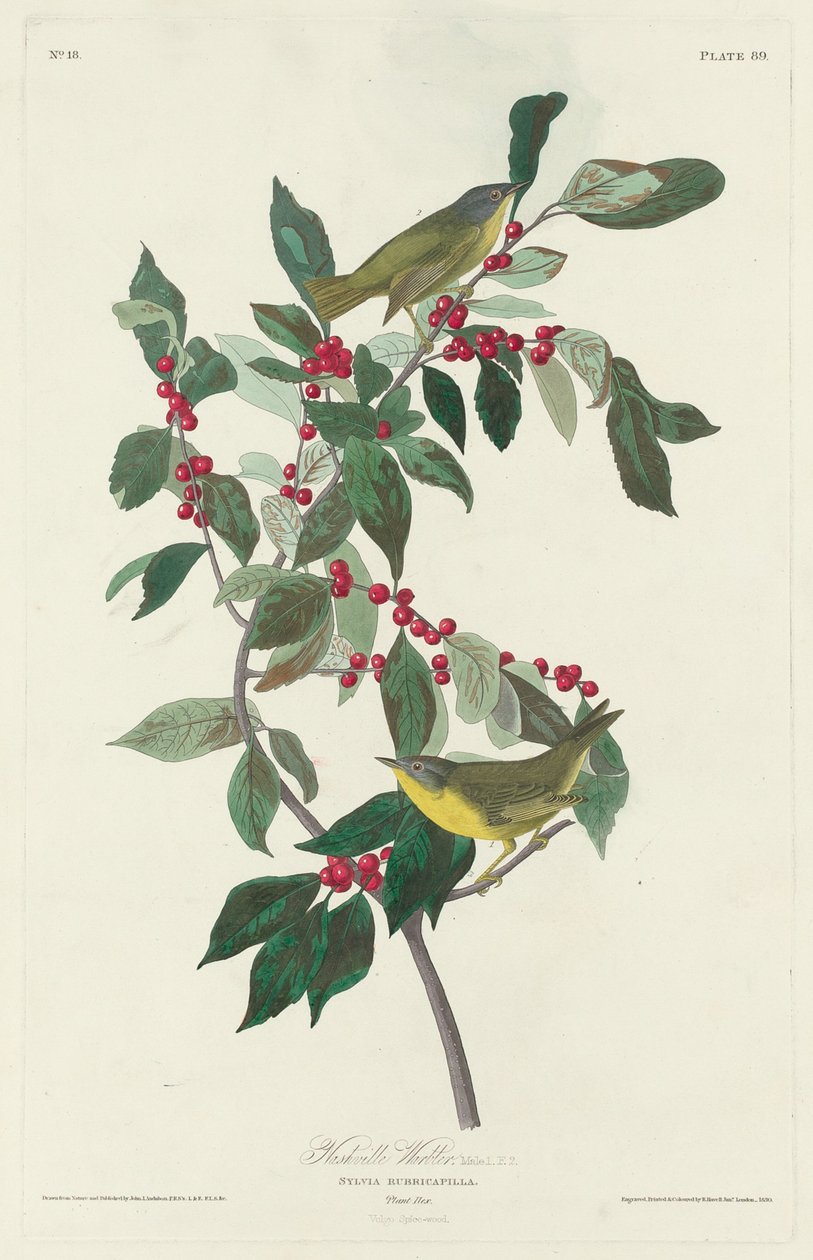 Pokrzewka Nashville autorstwa Robert Havell after John James Audubon