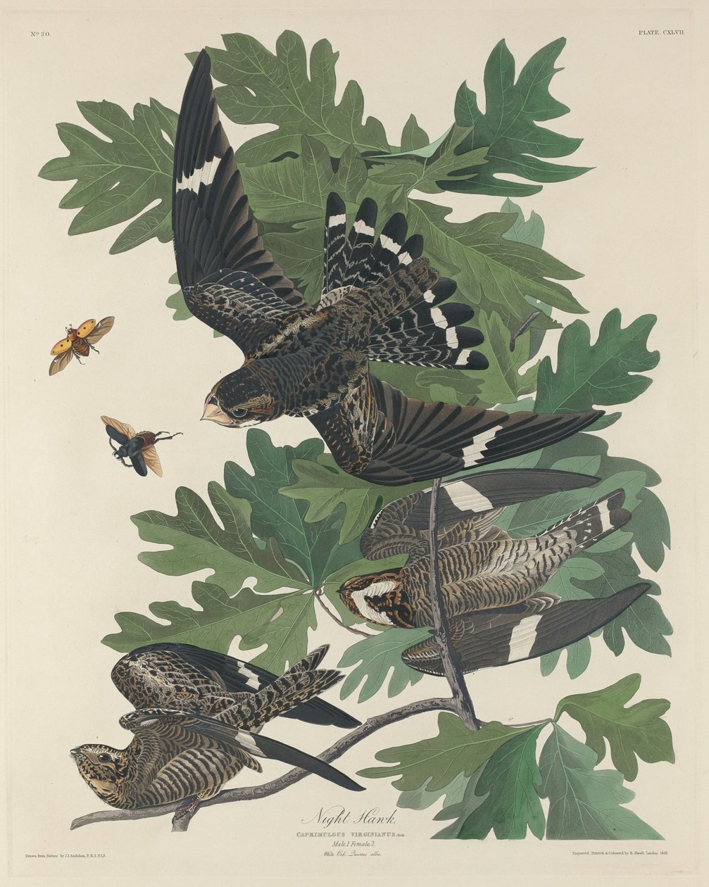 Nocny jastrząb autorstwa Robert Havell after John James Audubon