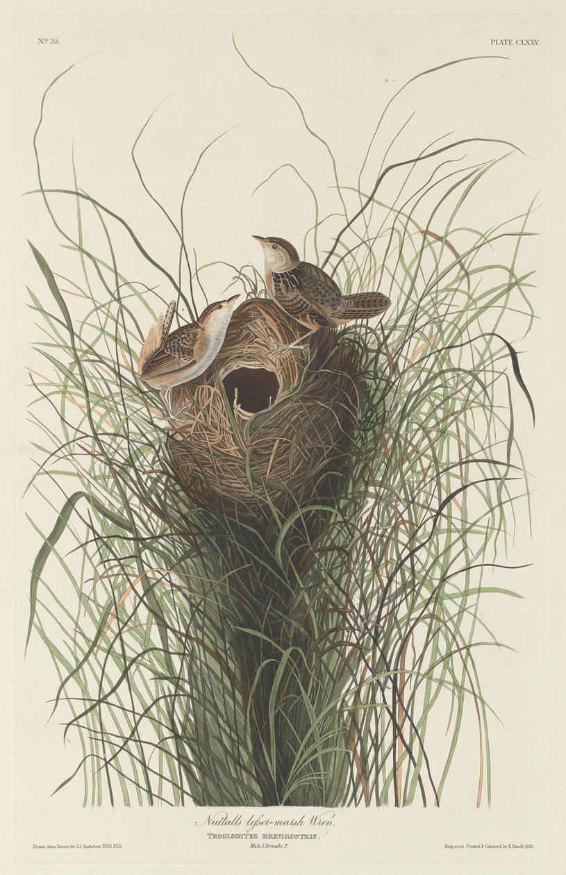 Mały strzyżyk bagienny Nuttalla autorstwa Robert Havell after John James Audubon