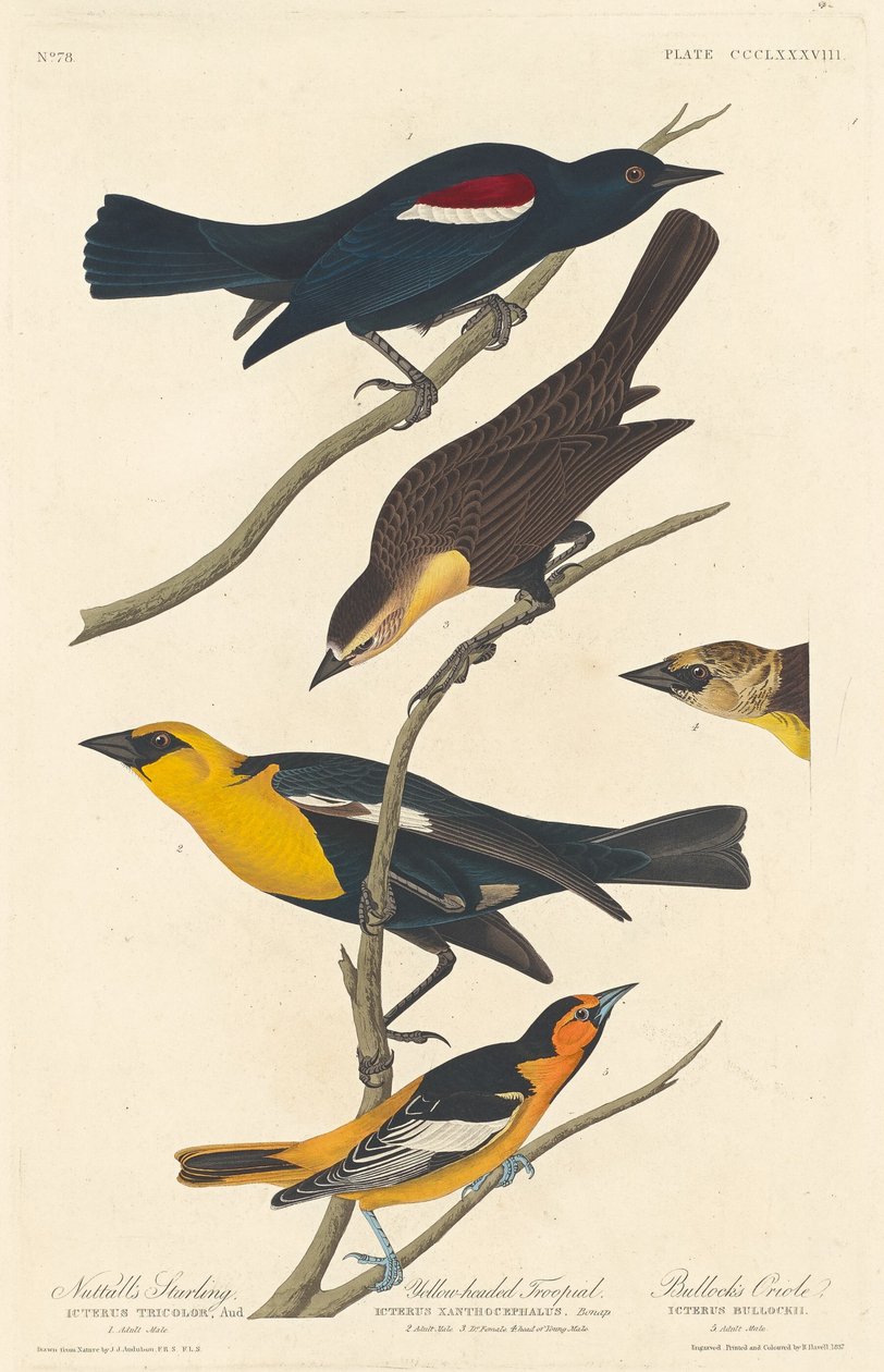 Szpak Nuttalla, Żółtogłowy Troopial i Wilga Bycza autorstwa Robert Havell after John James Audubon