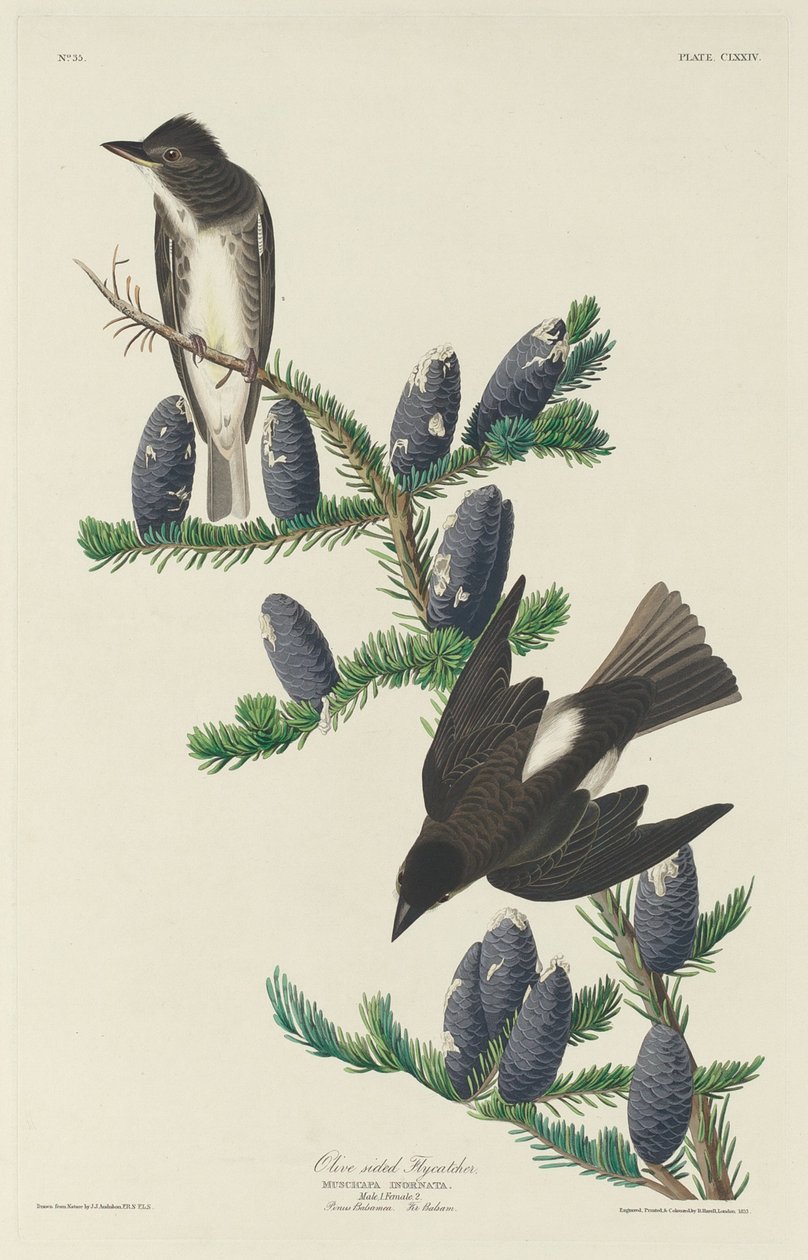 Muchołówka oliwkowa autorstwa Robert Havell after John James Audubon