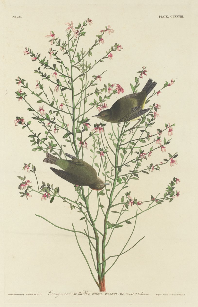 Pokrzewka pomarańczowo-koronkowa autorstwa Robert Havell after John James Audubon